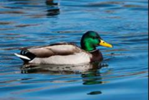 Friends for Life (Nottm)  "Ay'e up mi duck"